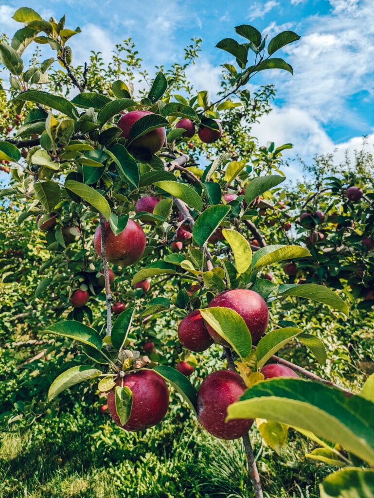 Apple-picking in Concord
