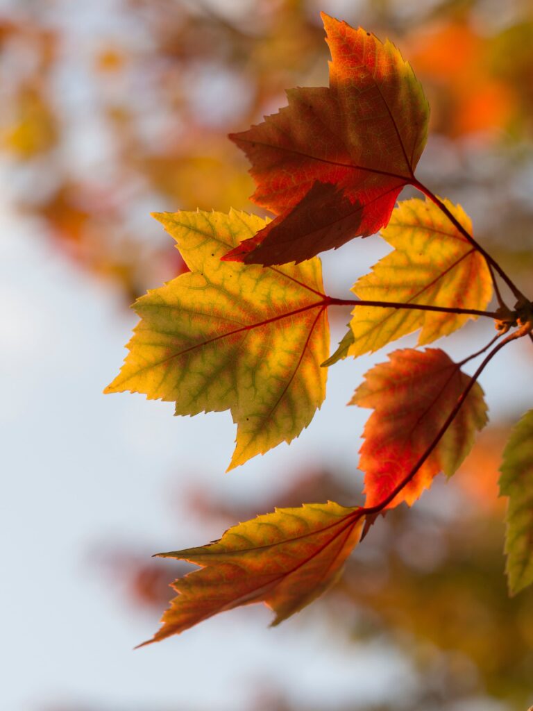 Fall day trips from Boston with kids are an excellent way to admire Massachusetts' fall foliage