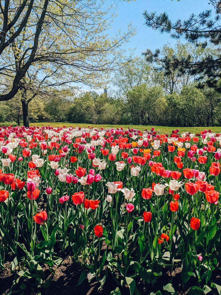 Le festival des tulipes est l'une des meilleures choses à faire à Ottawa avec des enfants au printemps