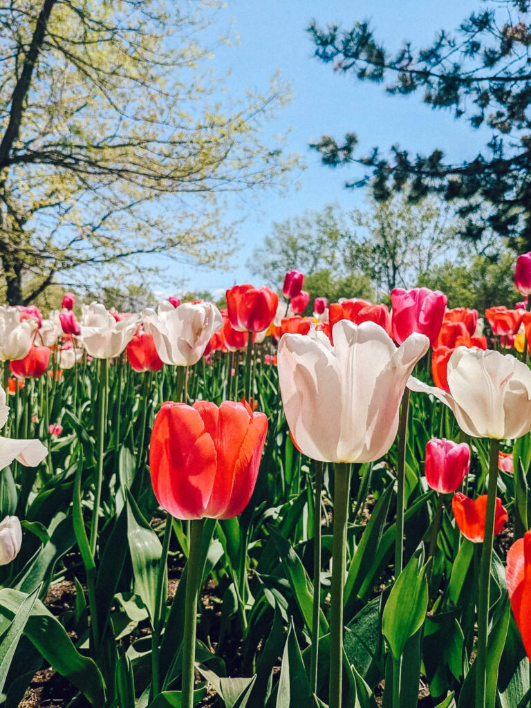 Le Festival des tulipes bat son plein en avril/mai à Ottawa - il s'agit de l'une des meilleures activités familiales à faire à Ottawa au printemps