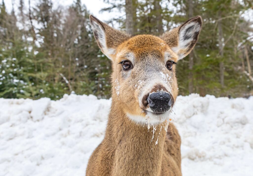 L'hiver est l'une des meilleures saisons pour visiter le parc Omega - nourrir les chevreuils au Parc Omega est l'une des meilleures activités à Ottawa en hiver avec des enfants.