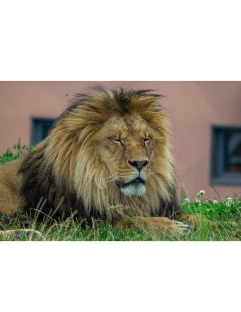 Les lions sont très populaires sur le continent africain du Zoo de Granby