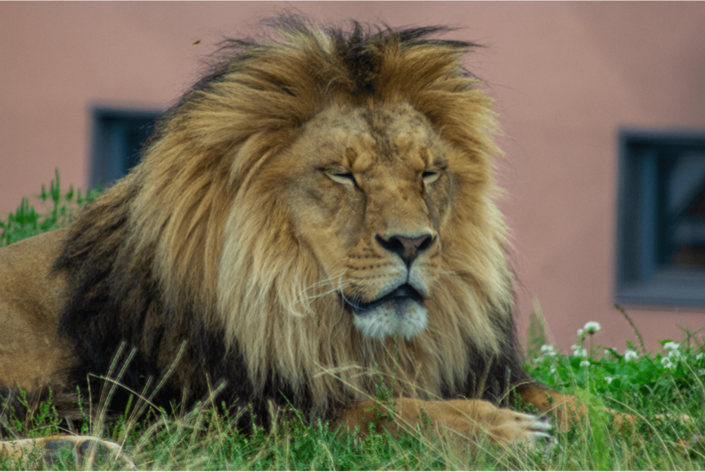 Lions are really popular in the African section of Granby Zoo