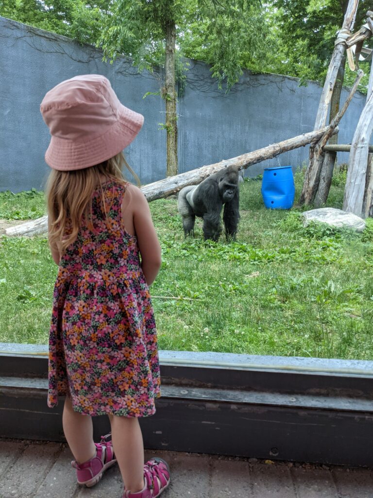 A toddler looking at a gorilla at Granby Zoo