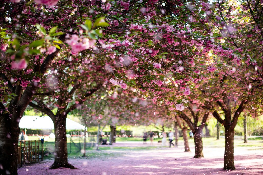 Taking a stroll in NYC during springtime, to admire the cherry blossom, is one of the best Easter activities for kids in New York.