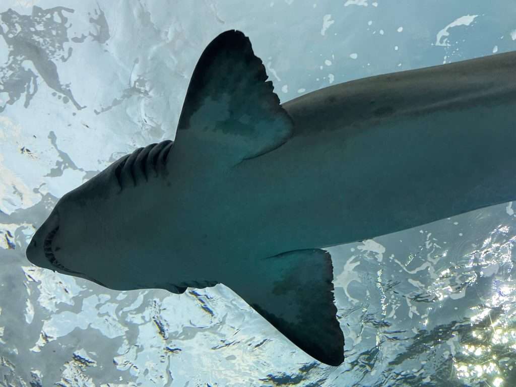 Ripley's Aquarium of Canada tops the list of things to do with kids in Toronto.