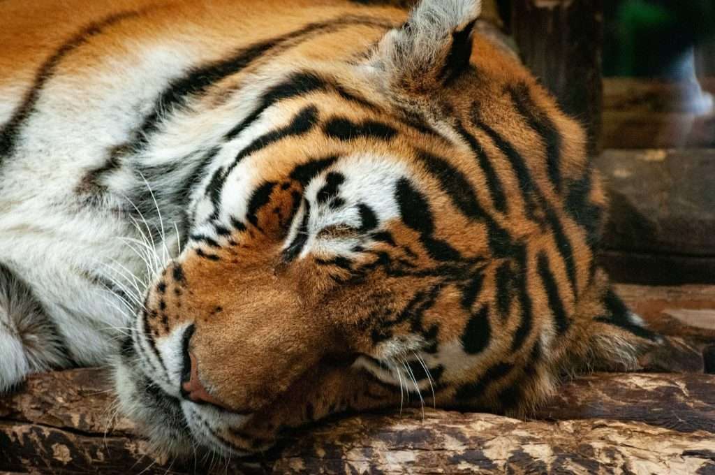 A visit to the Toronto Zoo is one of the unmissable things to do in Toronto with kids.