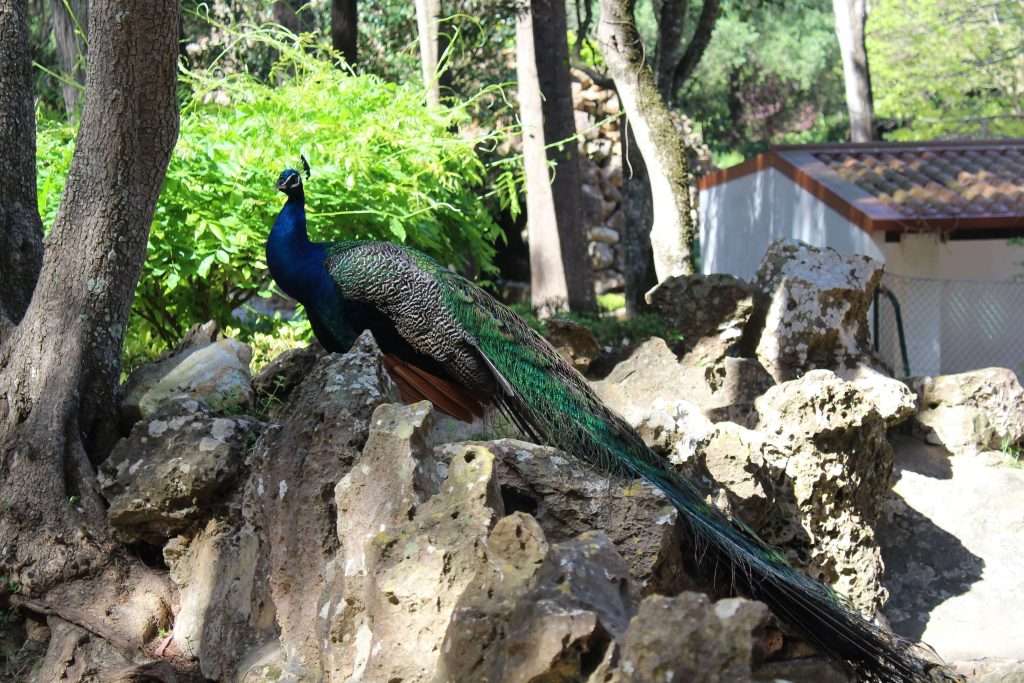 Vous croiserez plusieurs coqs et paons au parc Marechal Carmona.