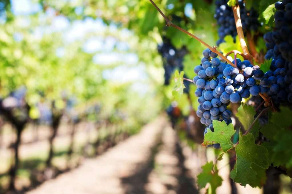 La vallée de Napa est l'une des meilleures destinations pour un babymoon aux États-Unis