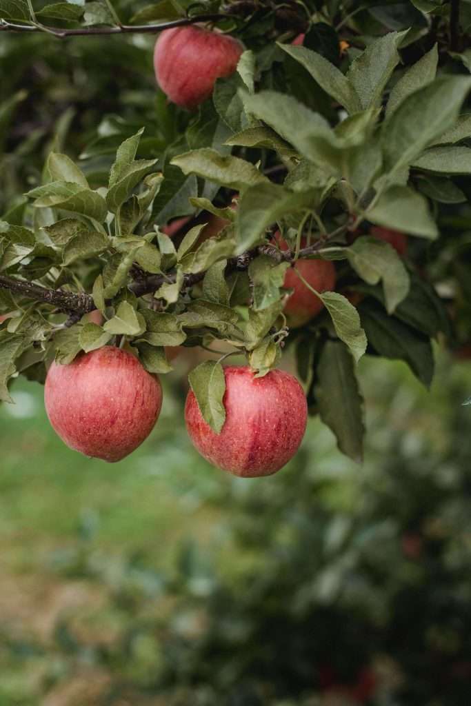 With so many orchards, apple picking is one of the best things to during fall in Vermont