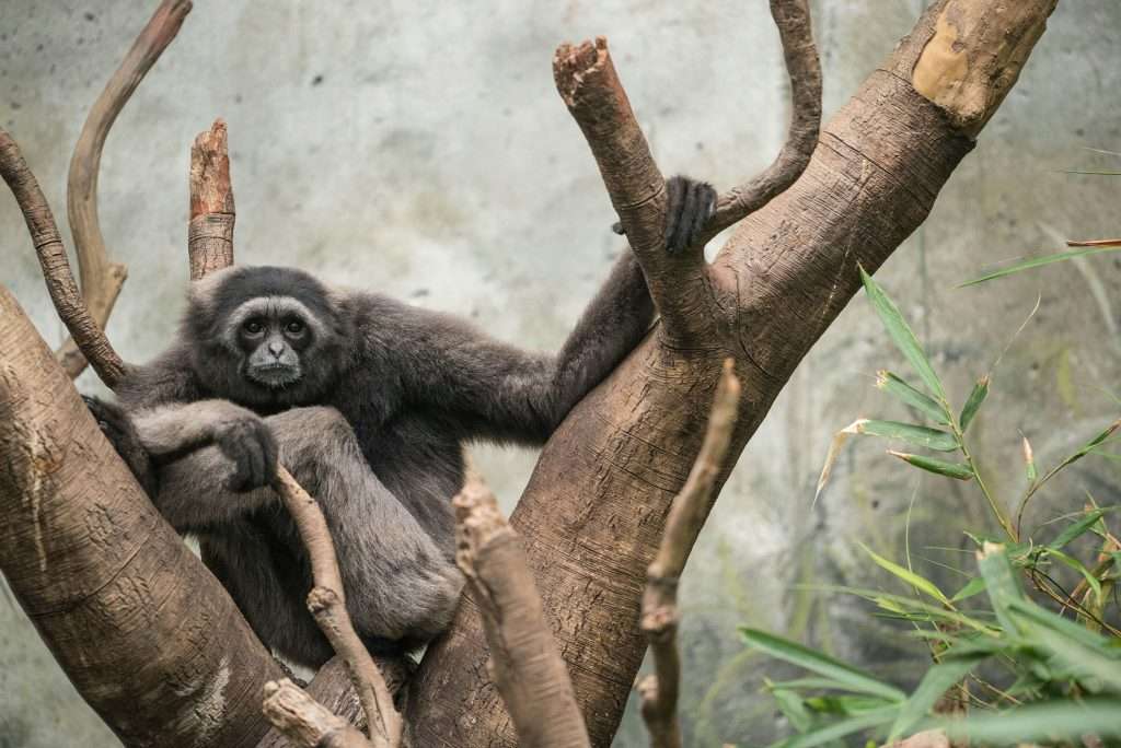 Le zoo et aquarium Henry Doorly d'Omaha est l'une des meilleures choses à faire à Omaha pour les familles.