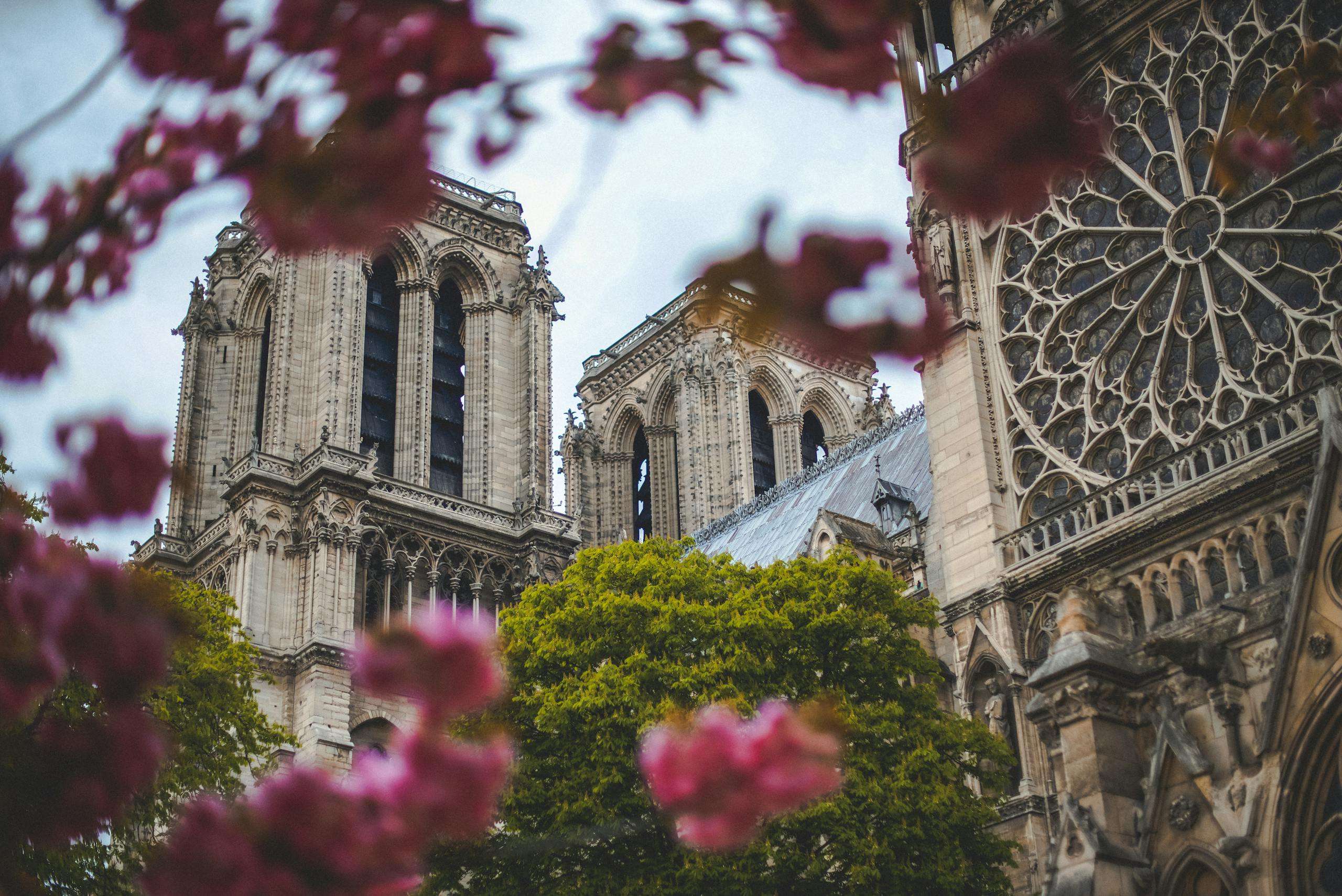 Notre-Dame Cathedral partly hidden by blooming dark pink flowers, in Paris, France.