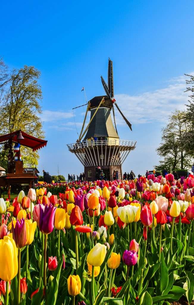 Keukenhof & Lisse are the ebst day trips from Amsterdam during spring - you'll see millions of blooming tulips!