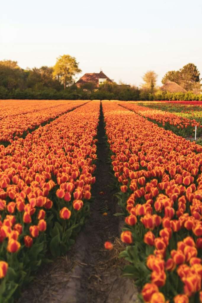 Keukenhof & Lisse are famous cities near Amsterdam for their tulip fields.