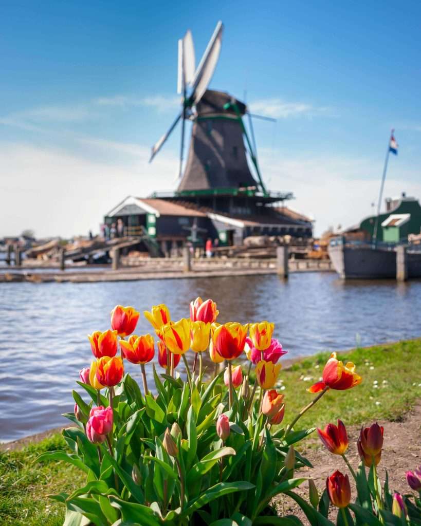 Zaanse Schans, famous for the iconic windmills, is one of the best day trips from Amsterdam for families