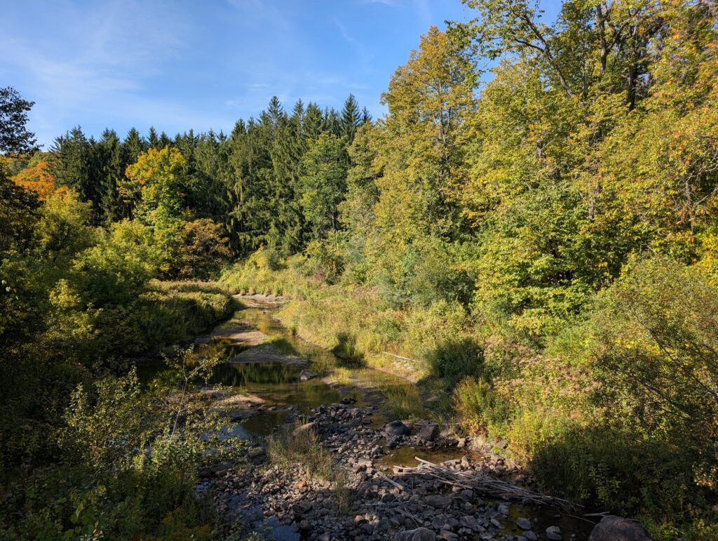 A creek at the entrance of the Sugarbush trail, the most family-friendly trail in the Gatineau Park, on a sunny day.