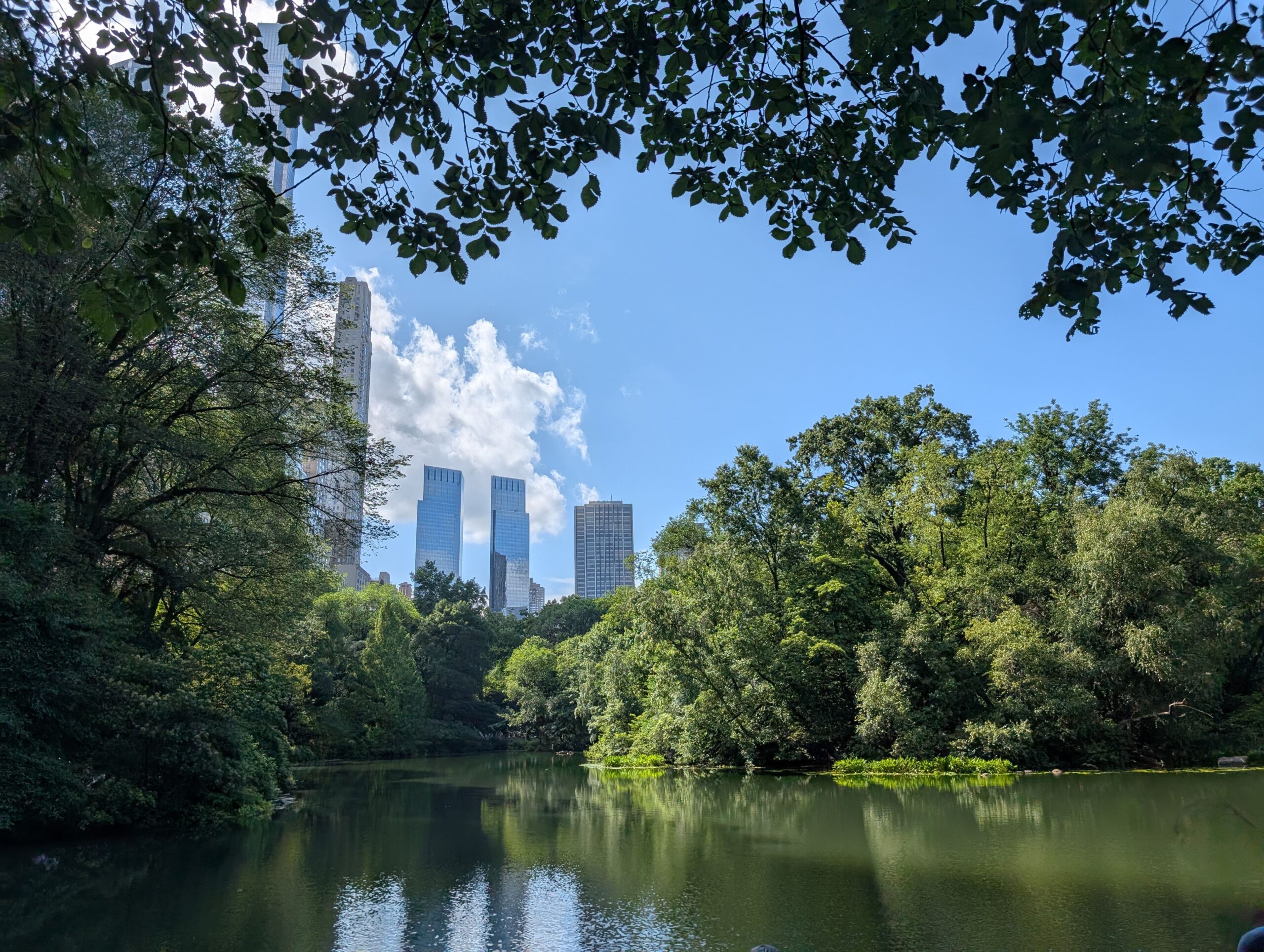A pond and trees in Central Park, with views of NYC's skyline in the background on a sunny day.
